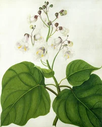 Catalpa Speciosa